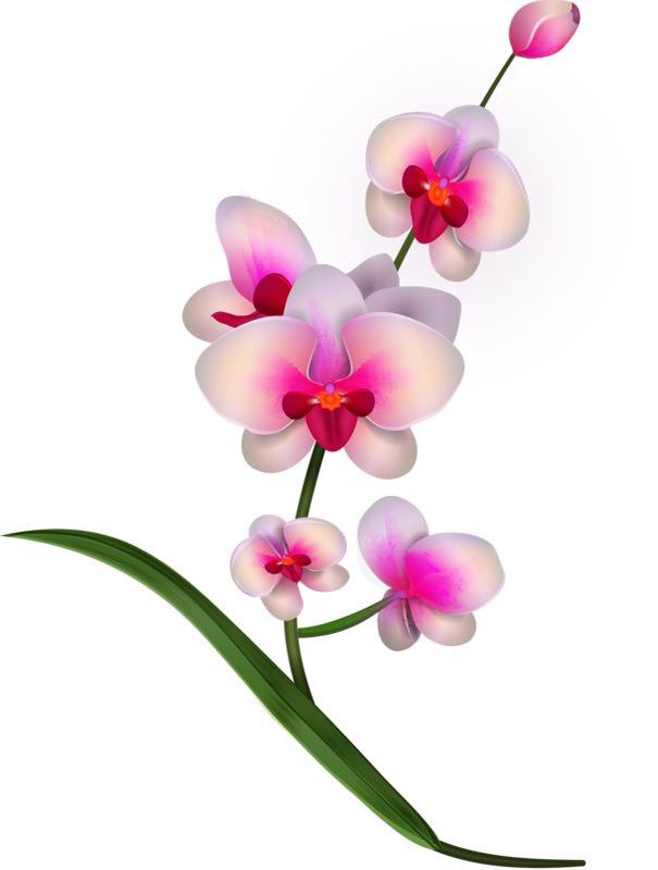 605x800 new bussiness orchid drawing, orchid images