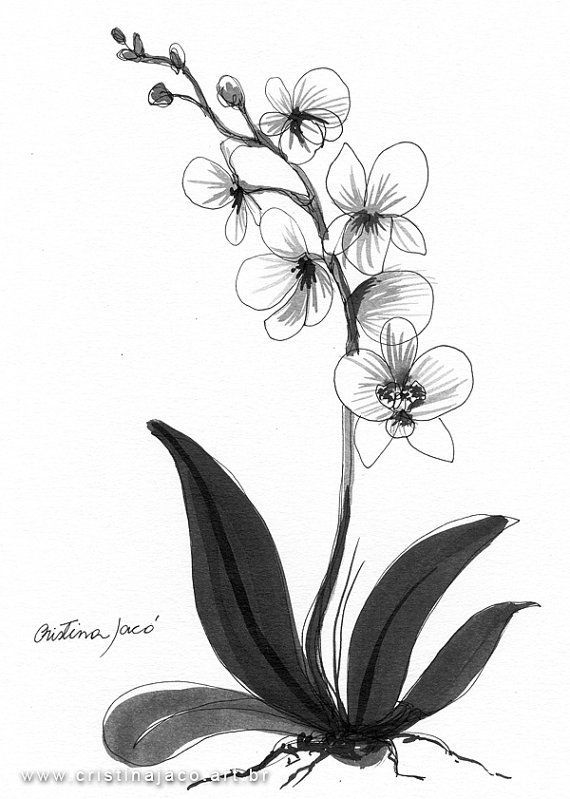 570x799 Sketch Orchid Branch, Hand Drawn, Ink Style In Design