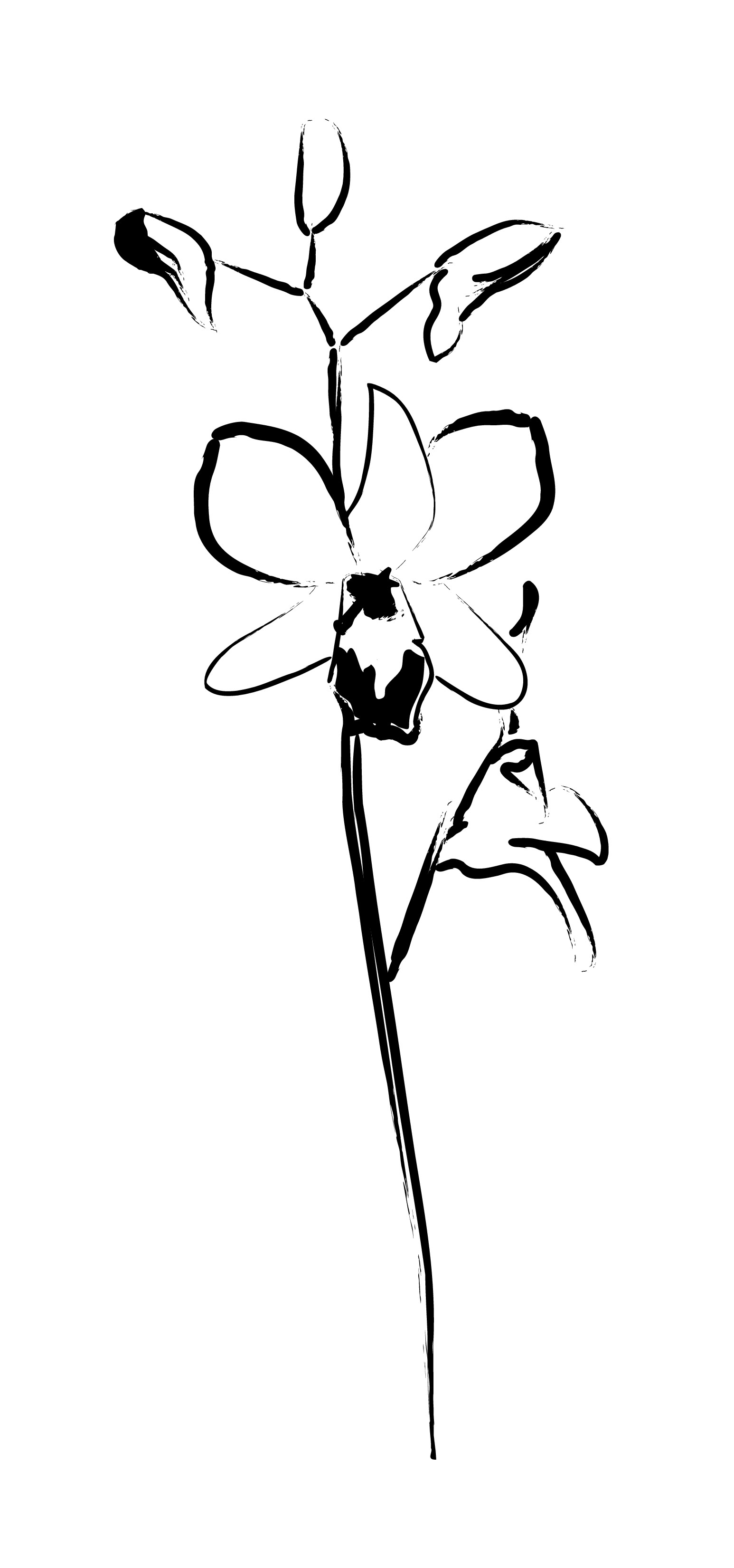 1546x3300 gousicteco orchid line art images