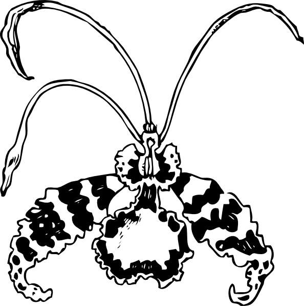 594x596 Butterfly Orchid Clip Art Free Vector In Open Office Drawing
