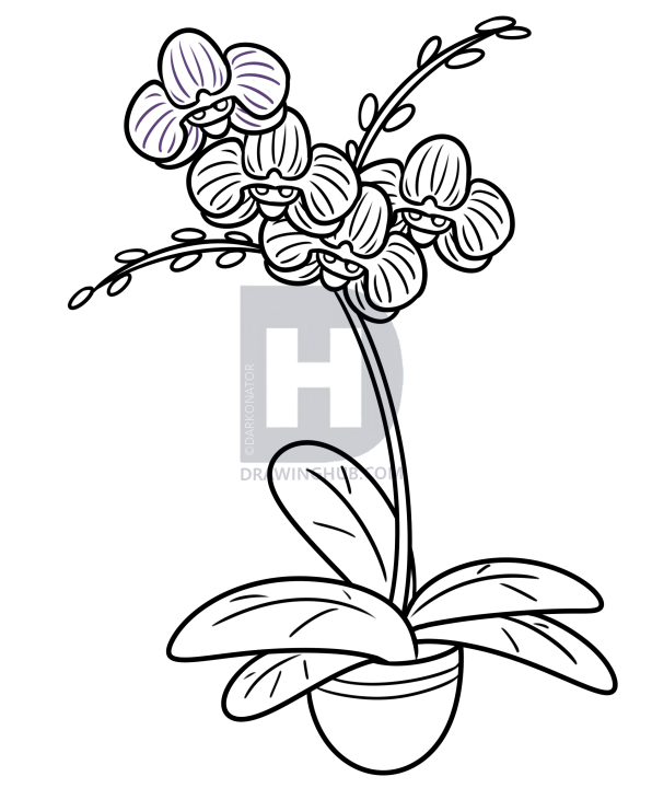 596x720 Drawing An Orchid, Step