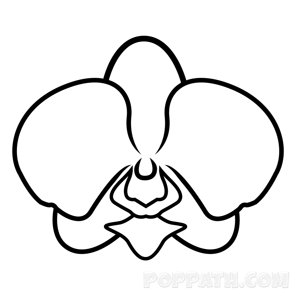 1000x1000 Drawn Orchid Art