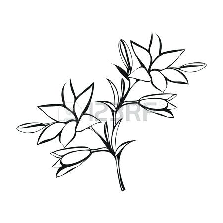 450x450 lily sketch lily picture drawing draw lily tattoo