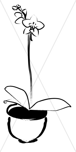 306x612 + Temporary Orchid Clipart Black And White Combination Brepps