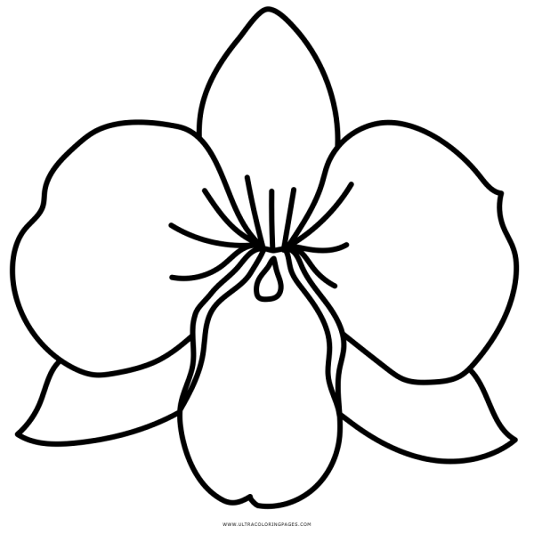 600x600 Collection Of Free Orchid Drawing Colour Download On Ui Ex