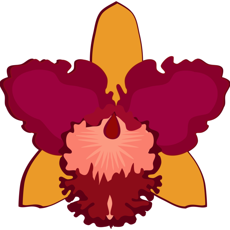 750x750 Drawing Orchid Art Transparent Png Clipart Free Download