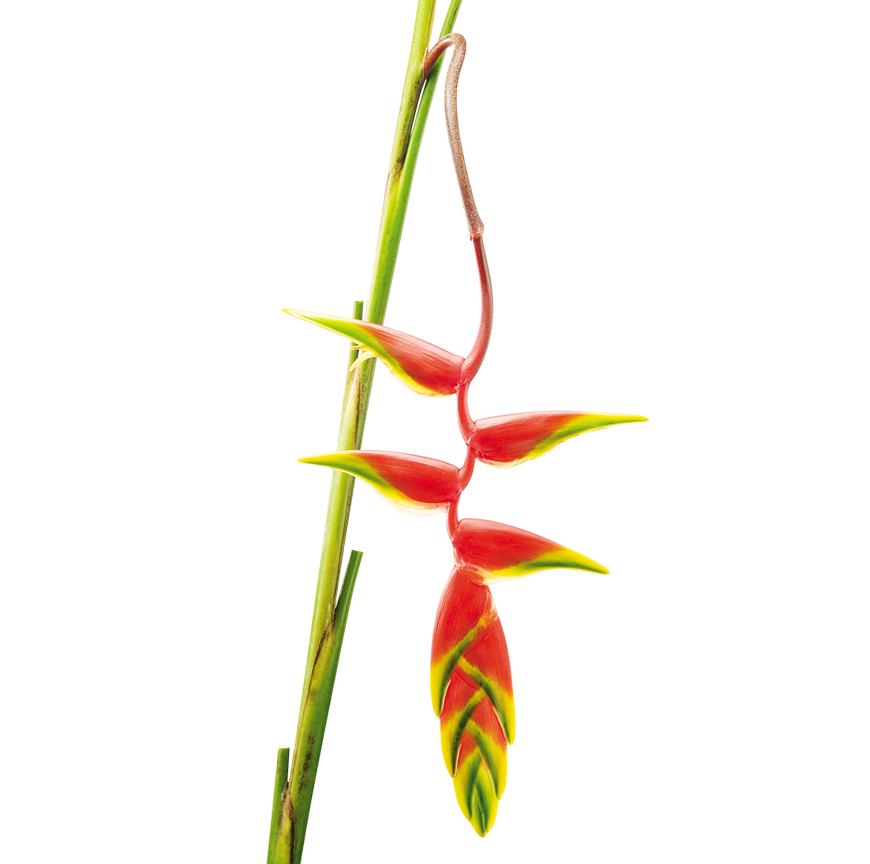 870x864 Drawing Orchid Flower Colombian Transparent Png Clipart Free