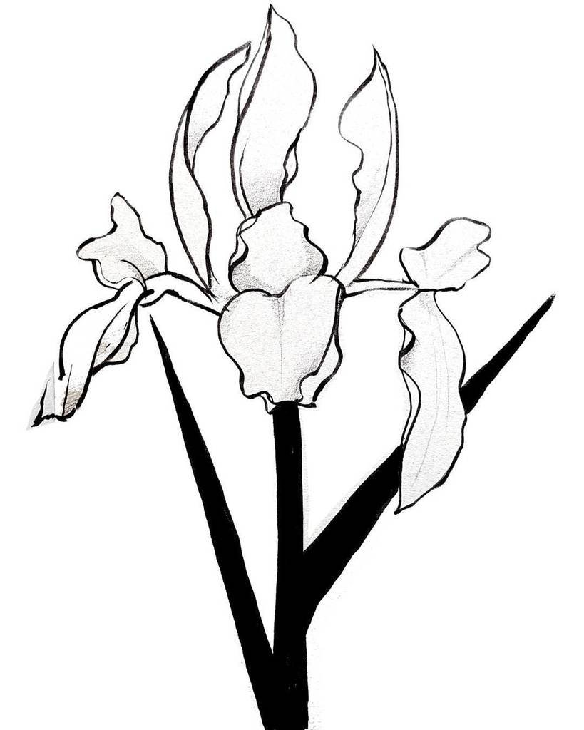 819x1024 Gian Luca Albertin On Twitter Orchid Sketch