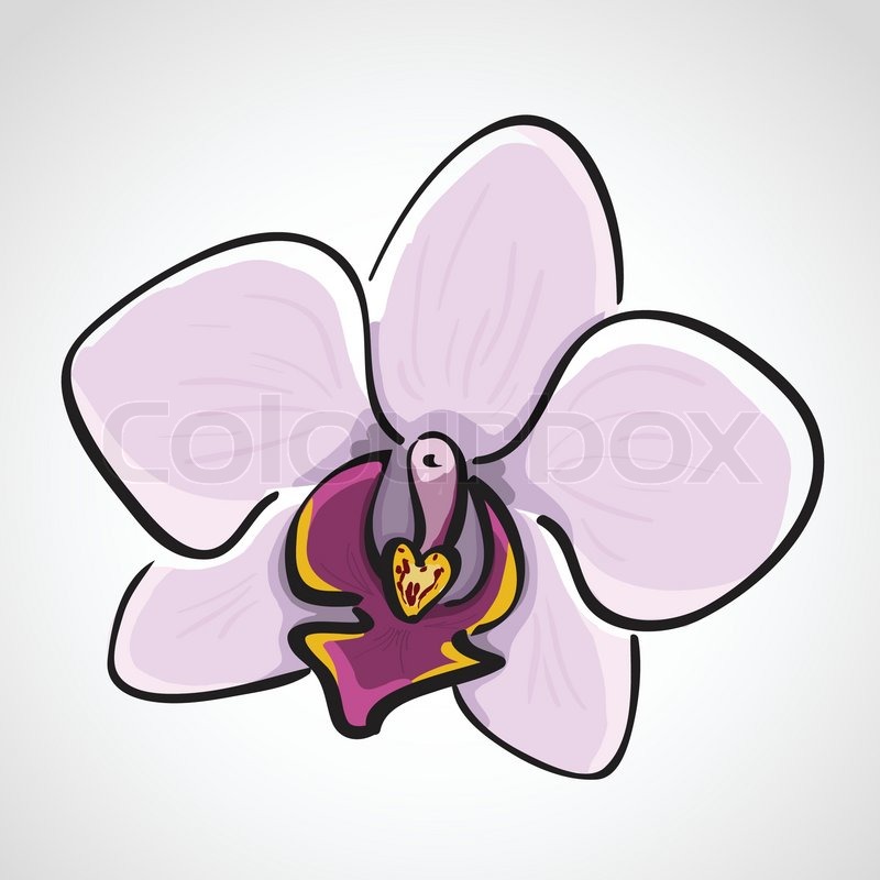 800x800 Hand Drawn Orchid Phalaenopsis, Sketch Stock Vector Colourbox