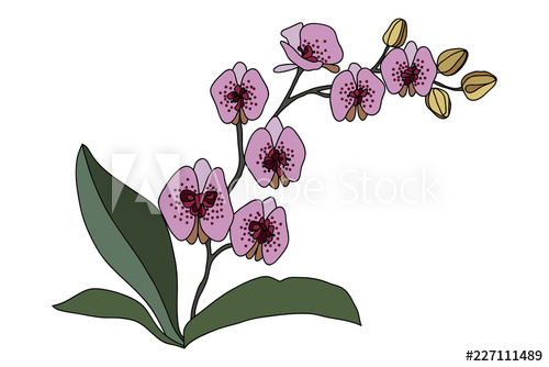 500x334 Orchid Flower Drawing Illustration Colorful Line Art