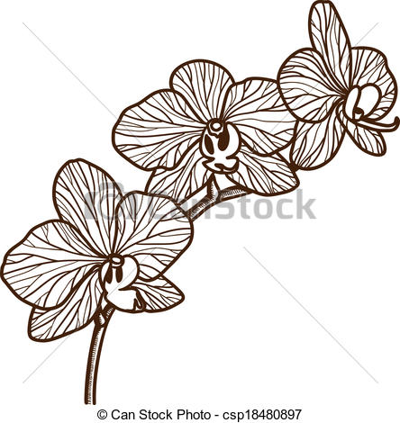 444x470 Orchid Flower Isolated On White Sketch Design Element