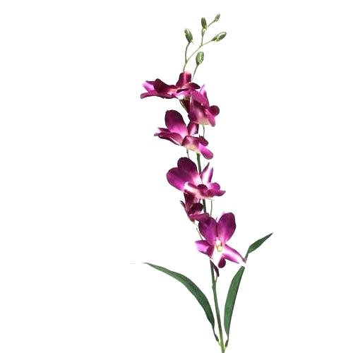 500x500 Orcid Flower How To Care For An Orchid Dendrobium Flowers Falling