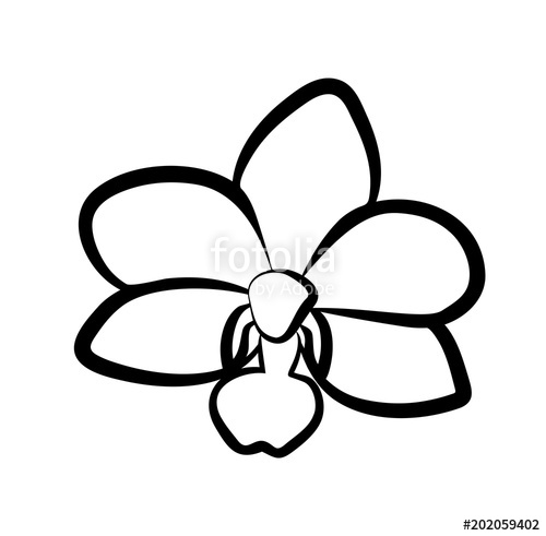 500x491 Vector Illustration, Isolated Orchid Flower In Black And White