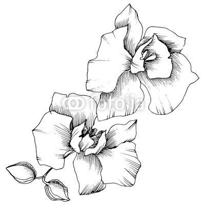 400x400 Vector Tropical Orchid Flower Floral Botanical Flower Isolated
