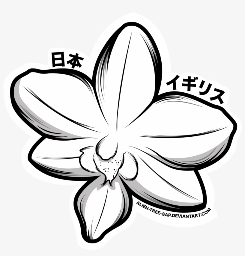 820x856 love orchid flower white orchid flower drawing