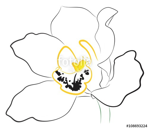 500x436 Orchid Flower Sketch Stock Photo And Royalty Free Images