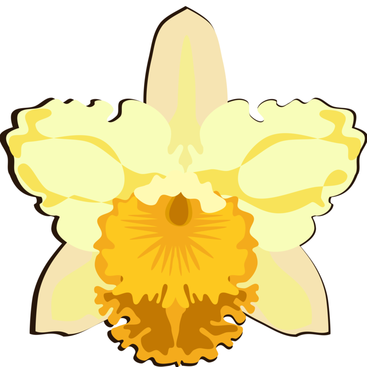750x750 Cattleya Orchids Computer Icons Flower Drawing Cc0