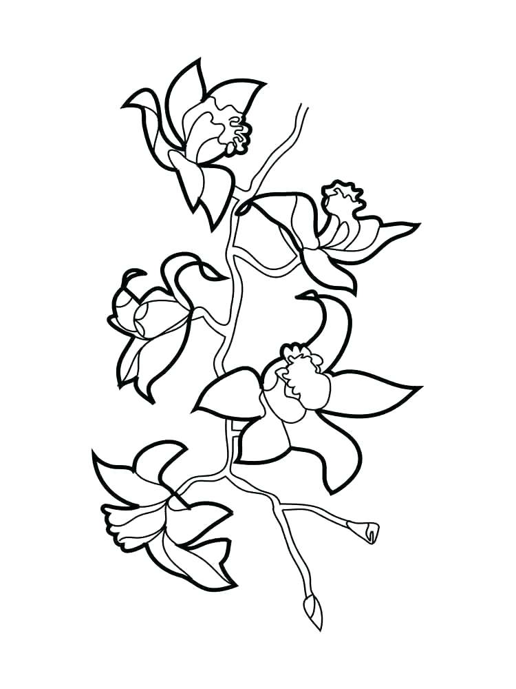 750x1000 Collection Orchid Flower Easy Coloring Pages Pictures