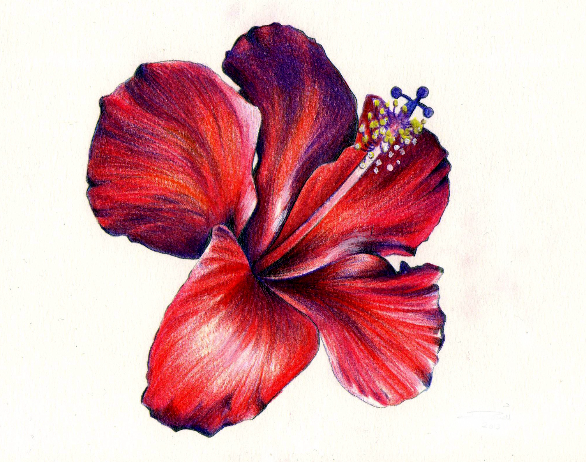 2012x1587 Colour Pencil Drawing Flowers Drawing Orchids