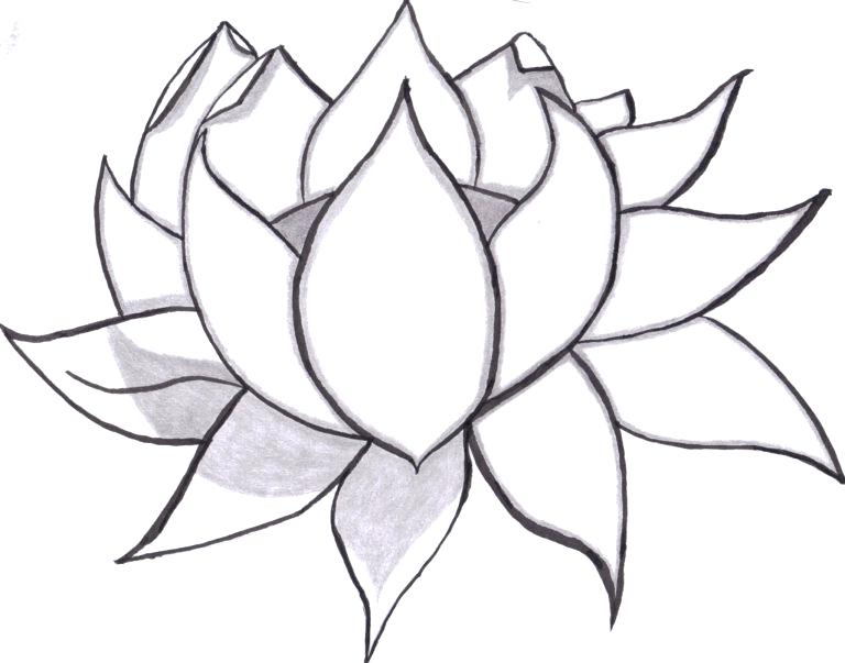 768x603 Flower Drawing Pencil