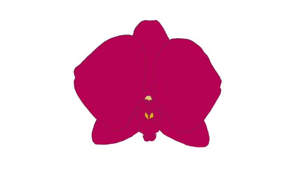 1024x586 How To Draw A Orchid