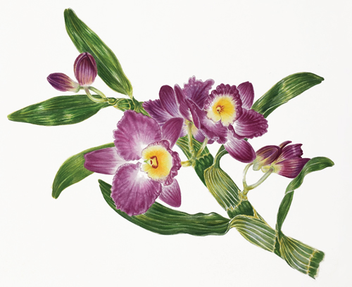 500x408 How To Paint An Orchid In Watercolour