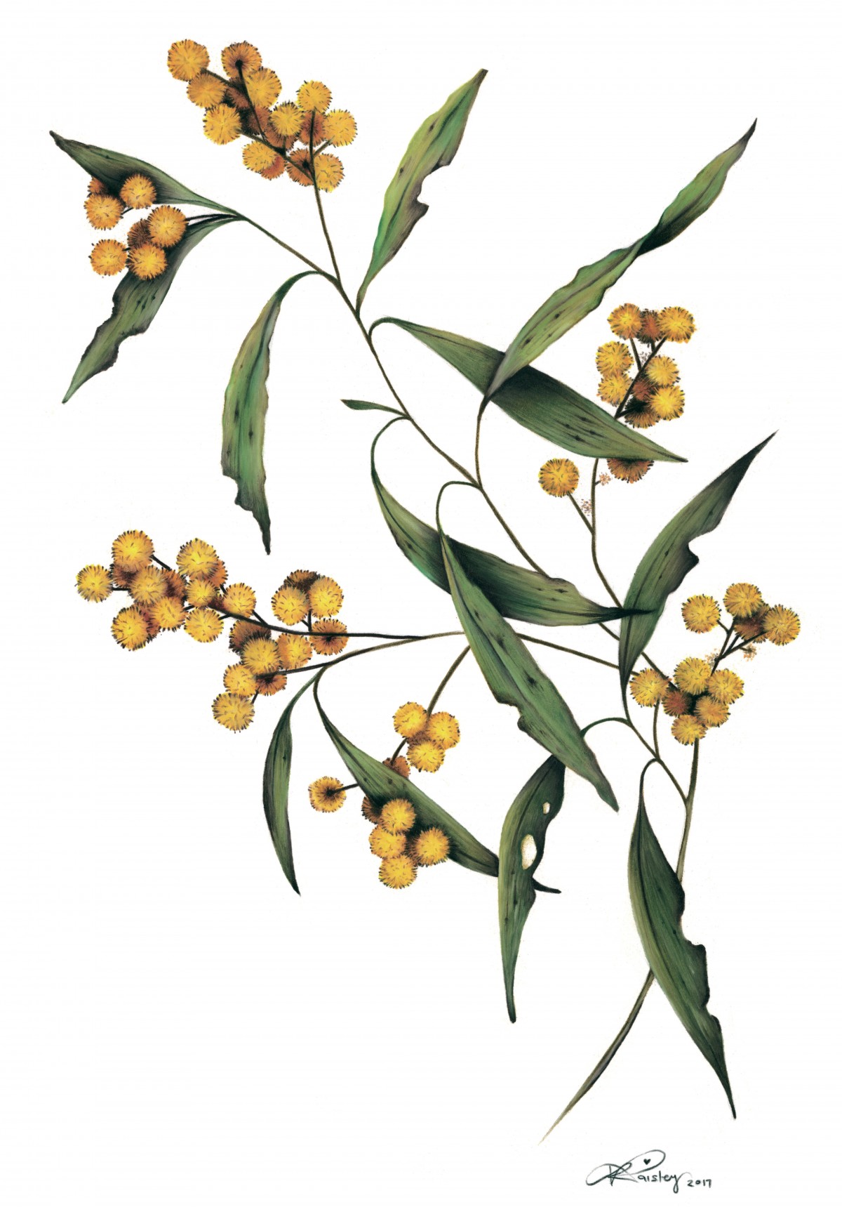 1200x1719 kylie paisley pencil drawing