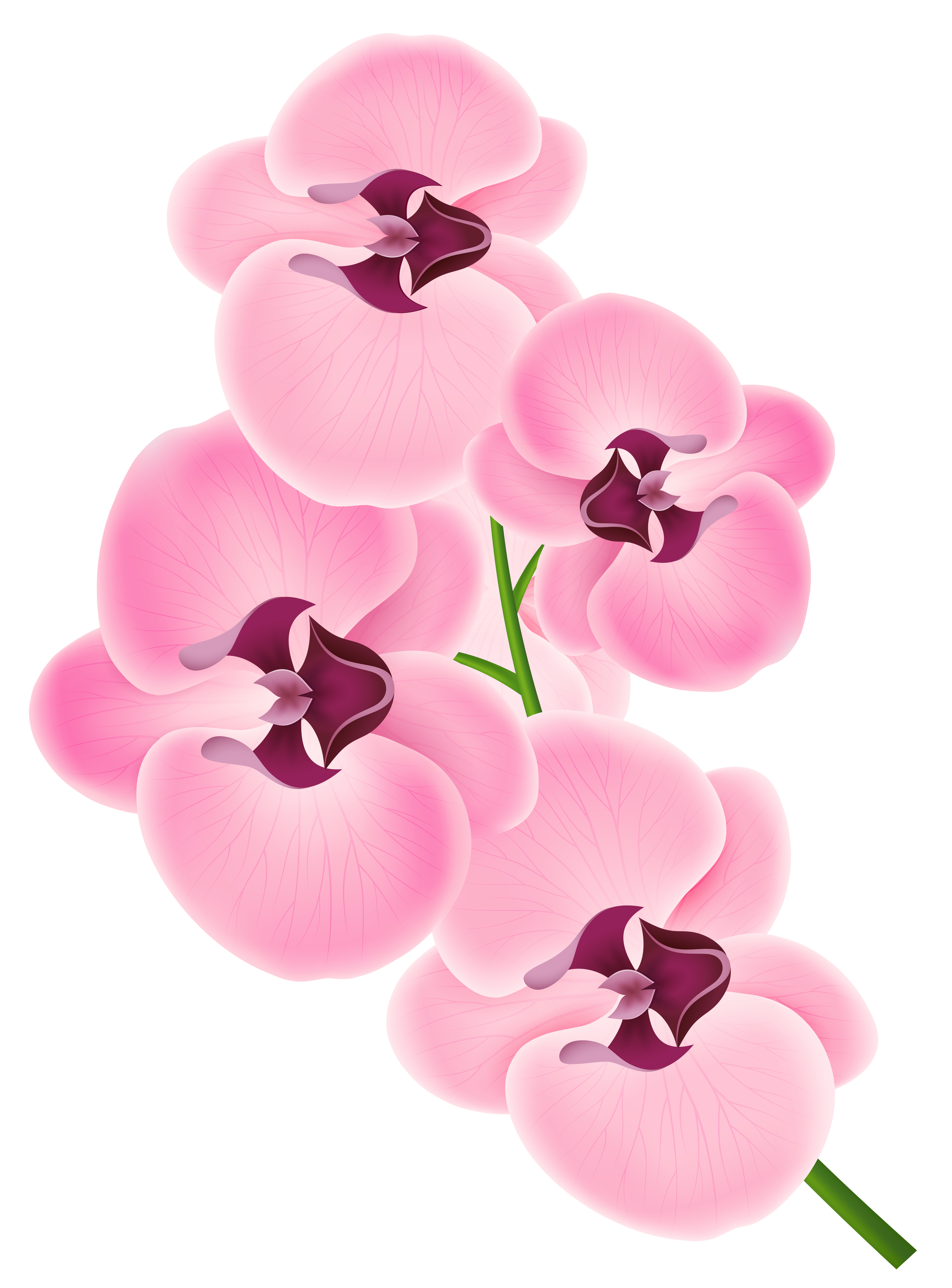 4123x5574 Orchid Transparent Png Clipart Free Download