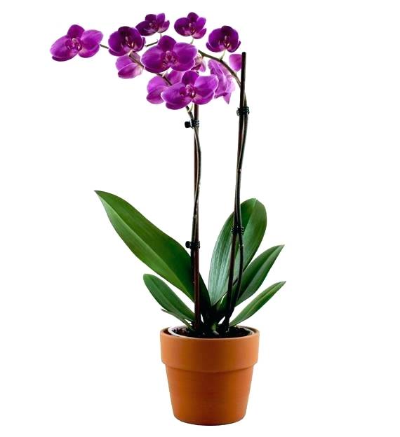570x624 Orcid Flower How To Care For An Orchid Dendrobium Flowers Falling
