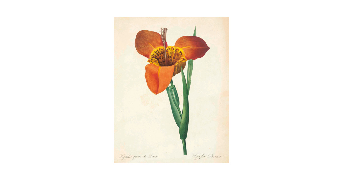 1200x630 Vintage Flower Color Pencil Hand Drawing