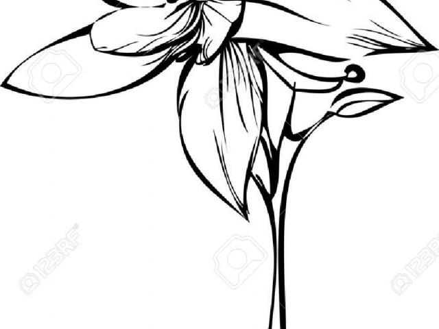 640x480 Free Orchid Clipart, Download Free Clip Art