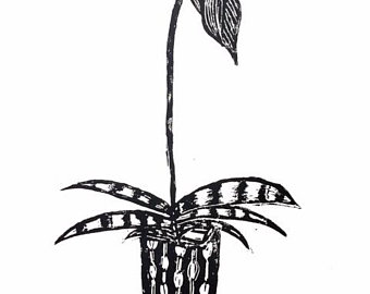 340x270 Orchid Plant Ink Etsy
