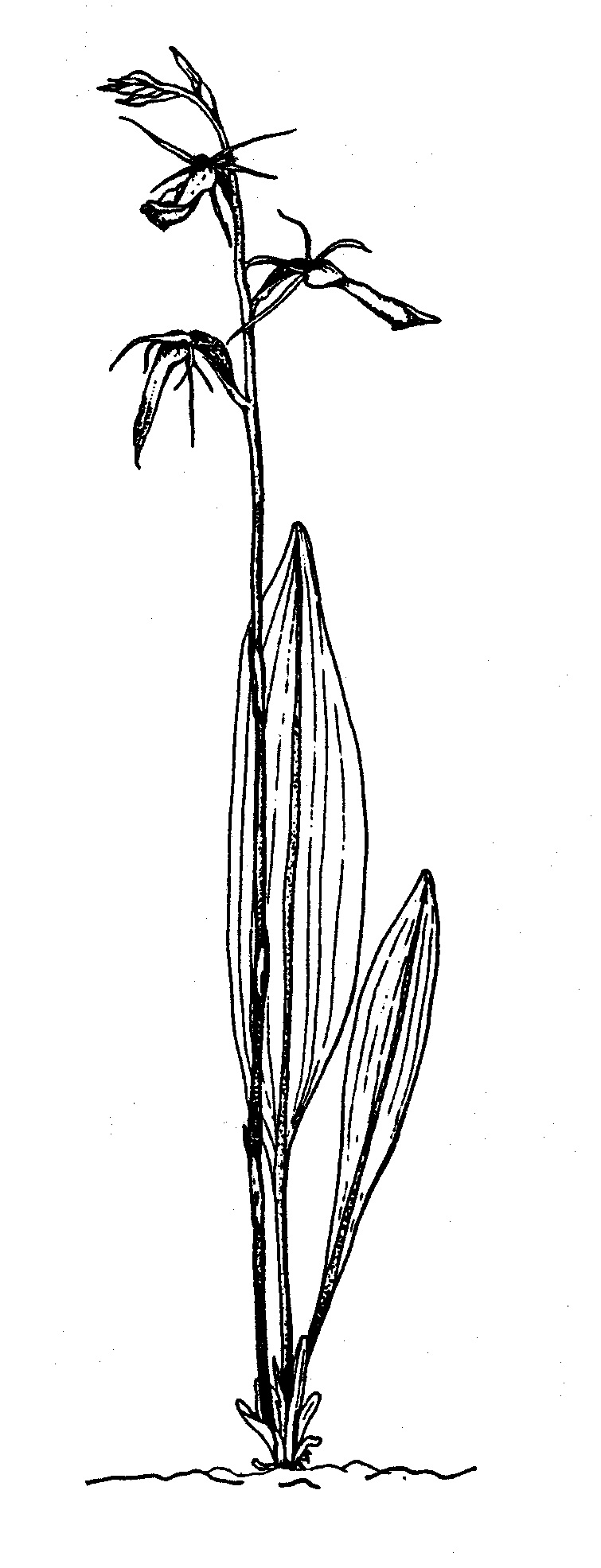 755x1971 Orchids The Field Naturalist Ballarat