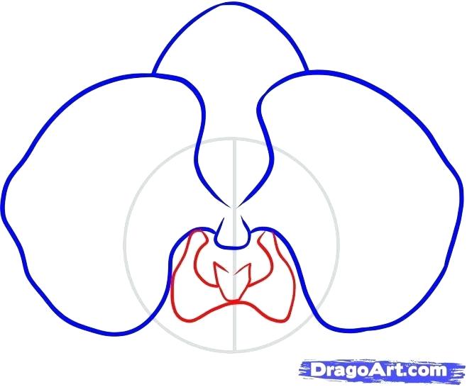 658x546 simple orchid drawing how to draw an orchid step architectures