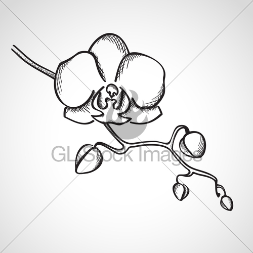 500x500 Sketch Orchid Branch Gl Stock Images