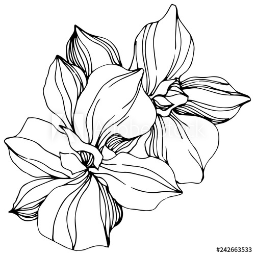 500x500 Vector Orchid Floral Botanical Flower Black And White Engraved
