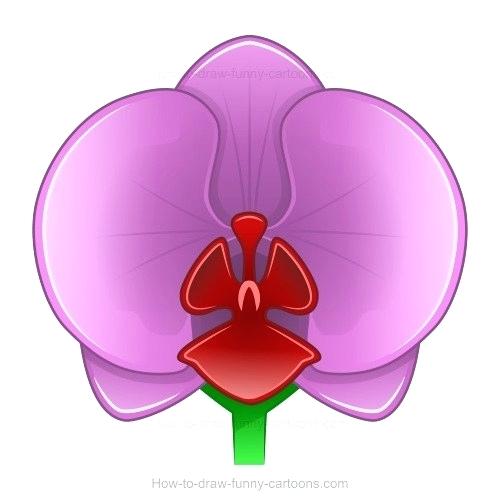 500x503 Orchids Drawings