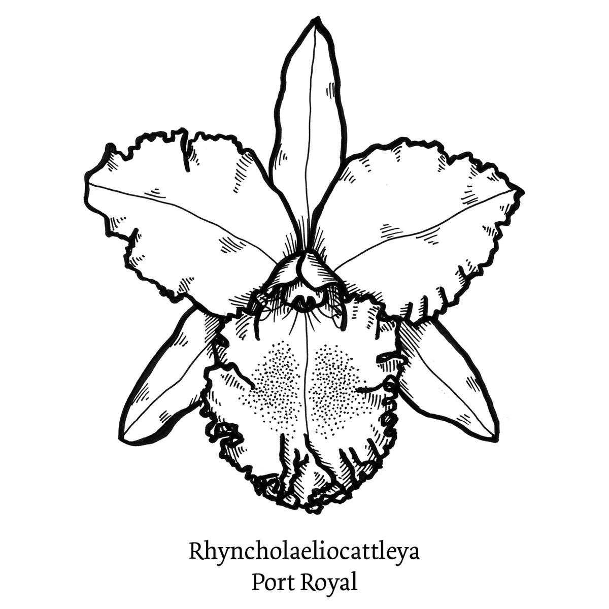 1200x1200 Orchids On Behance