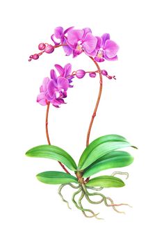 236x334 Drawn Orchid Aquarelle Pencil