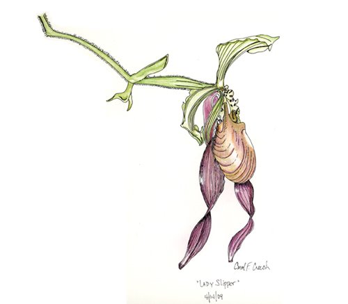 500x437 Lady Slipper Orchid Pen And Ink, Colored Pencil Carol F