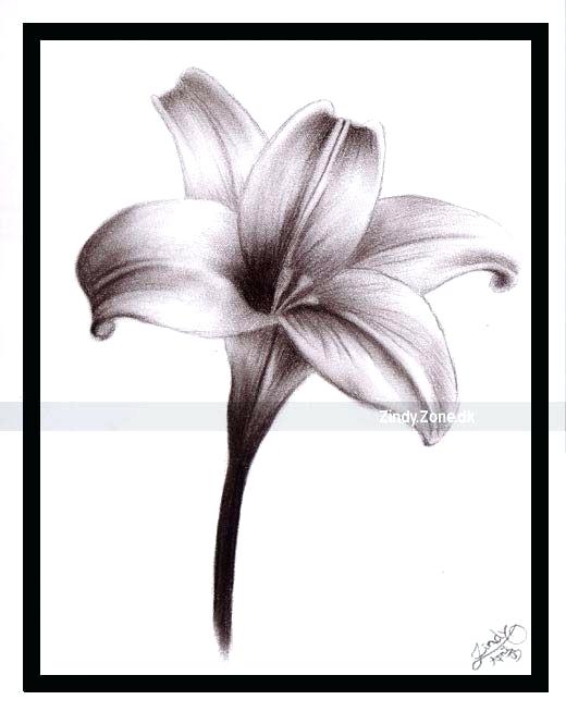 520x654 lilly flower drawing lily flowers drawings lily water lily flower