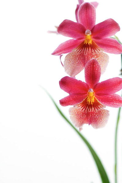 399x600 Orchid Art For Sale