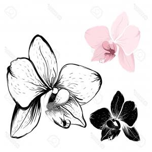 300x300 Photostock Vector Isolated Orchid Flowers On White Background