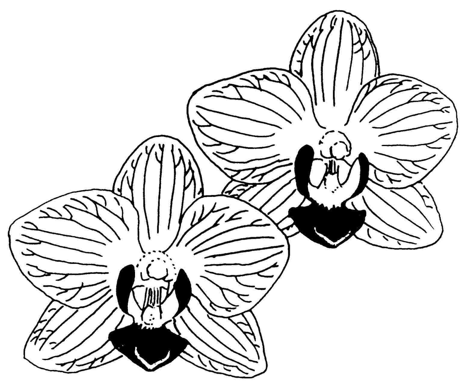 1556x1281 Sketch Orchid Flower Drawing