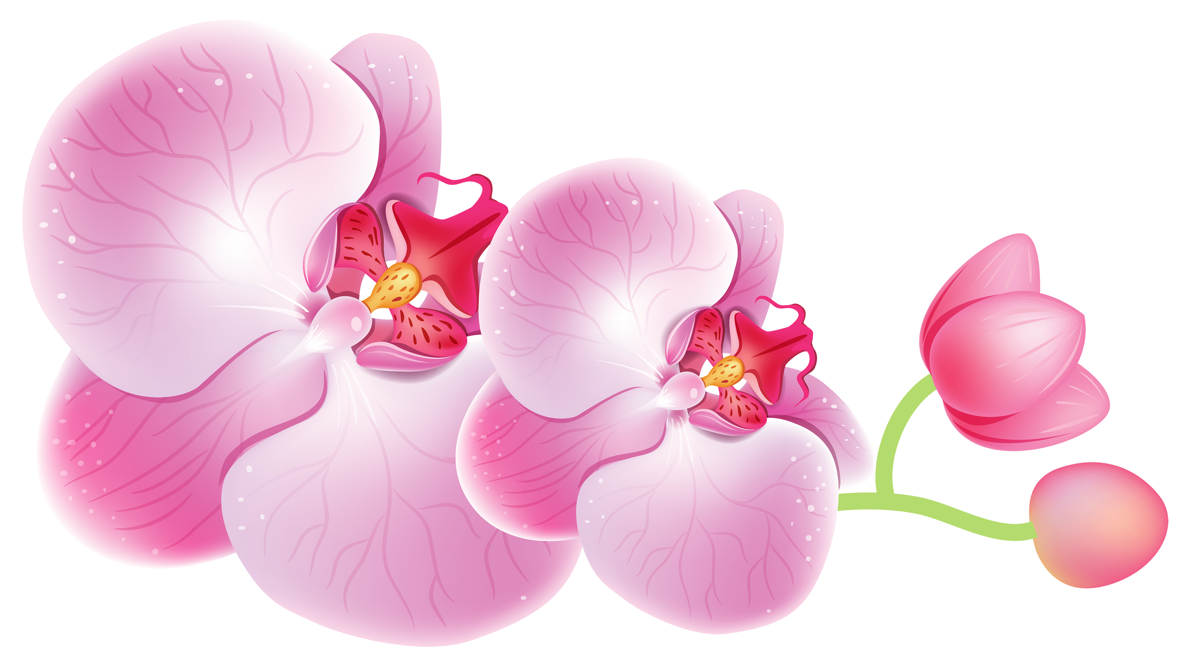 4000x2231 Collection Of Free Orchids Drawing Colour Download On Ui Ex