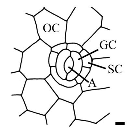 437x431 Fragment Of Leaf Epidermis Of Exbucklandia Populnea Oc Ordinary