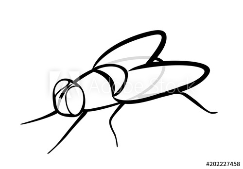 500x348 Vector Illustration, Isolated Ordinary Insect Fly In Black