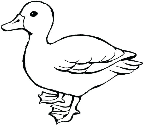 600x521 oregon ducks coloring pages ducks drawing at free for personal use