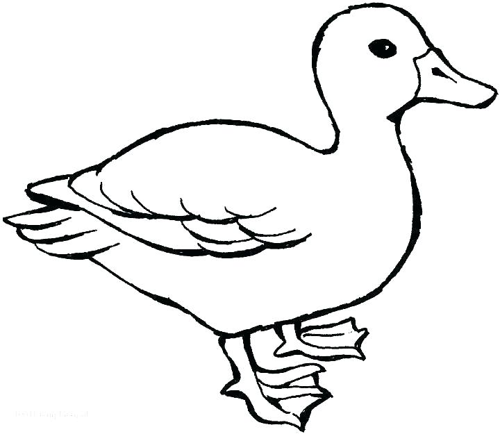 720x625 oregon ducks coloring pages