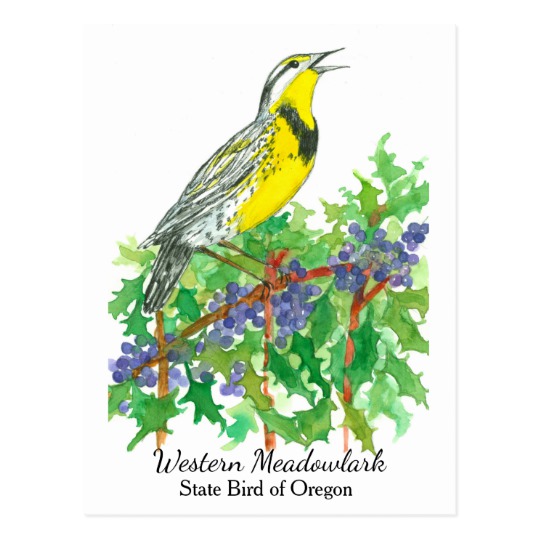 540x540 Oregon State Flower Bird Meadowlark Postcard